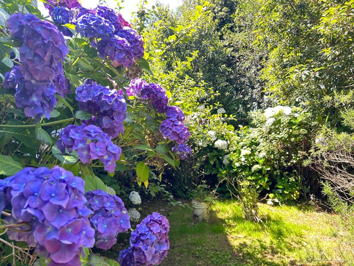 Purple Fox Hotel Ancud Exterior foto